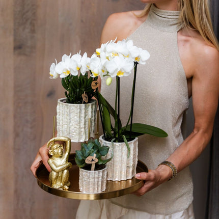 Kolibri Orchids | Gift Set Oyster - Witte Phalaenopsis Orchidee Mineral Gibraltar & Succulenten