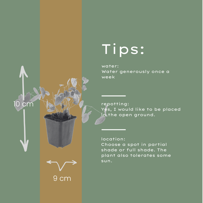 48x Epimedium y. 'Niveum' - ↕10-25cm - Ø9cm