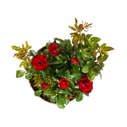 Rosa Zepeti - ↕35-40cm - Ø19cm
