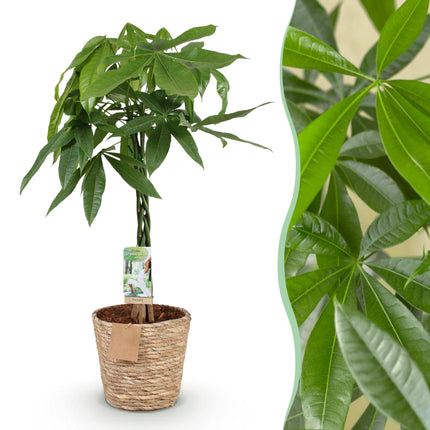 Pachira Aquatica gevlochten stam - Geldboom - met mand - ↕80-90cm - Ø21cm