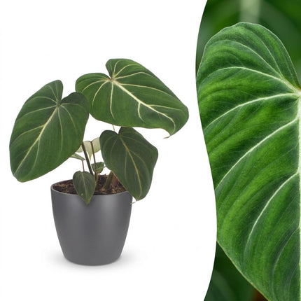Philodendron Gloriosum - Glorie Philodendron - met grijze pot - ↕25cm - Ø12cm