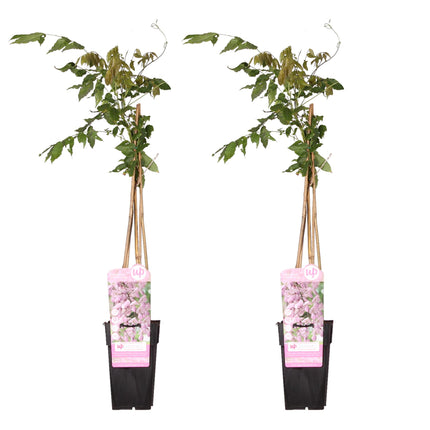 Wisteria floribunda 'Rosea' - Roze regen - ↕65cm - Ø15cm - 2x