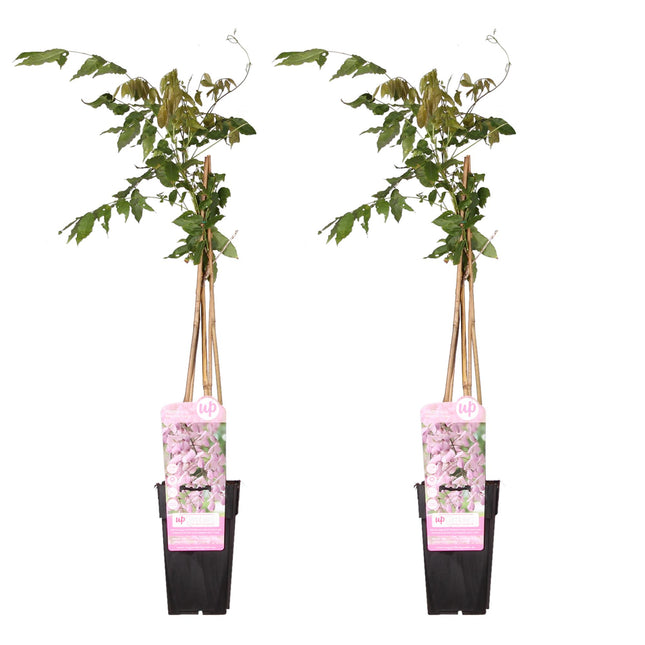 Wisteria floribunda 'Rosea' - Glicine rosa - ↕65cm - Ø15cm - 2x