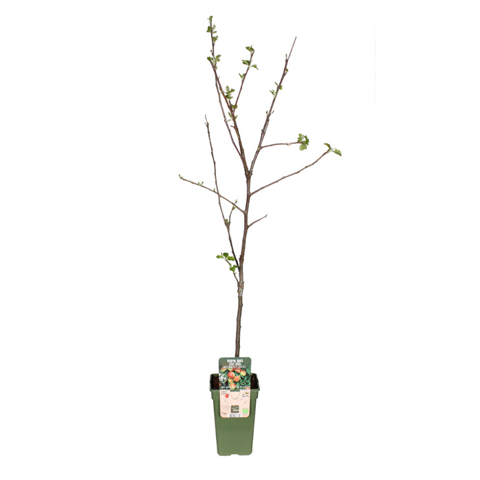 Malus Domestica Jonagold - Appelboom - ↕60cm - Ø19cm