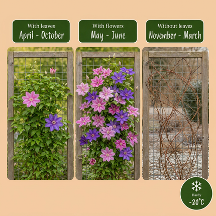 Clematis Duo Purple & Pink - Bosrank 2x - Paars - Roze - Wit - Klimplant - Ø9cm - ↕35cm