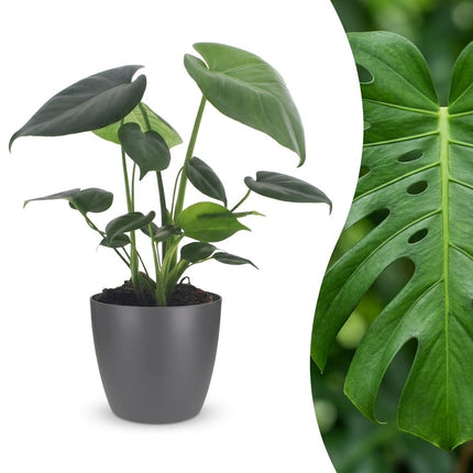 Monstera Deliciosa - Gatenplant - met Potter Grijs - Pot 12cm - Hoogte - 30cm