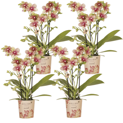 Kolibri Orchids | Combi Deal - 4 Oranje-Gele Phalaenopsis Orchideeën Mineral Grosseto - Ø9 cm