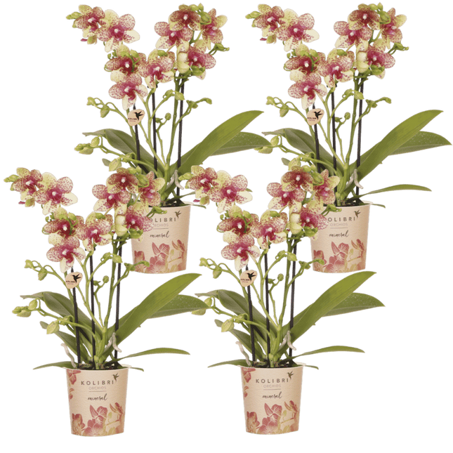 Kolibri Orchids | Combi Deal - 4 Oranje-Gele Phalaenopsis Orchideeën Mineral Grosseto - Ø9 cm