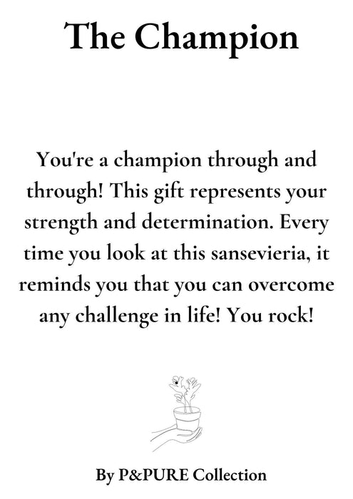 Sansevieria Gift "The Champion" met wenskaart - Ø12cm - ↕30cm