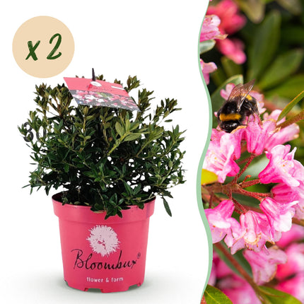 Dwerg Rhododendron - Rhododendron Bloombux Magenta - Bloeiende Buxus - Roze Bloem - ↕30-40cm - Ø17cm - 2x