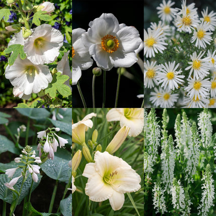 Borderpakket - Wit - Diversen - Soorten en kleuren - 12 Planten - Pot 11cm - Hoogte 15-25cm