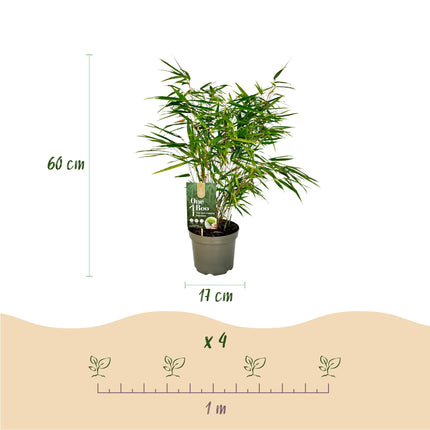 Fargesia Rufa - Niet Woekerende Bamboe - Groen - ↕60cm - Ø17cm