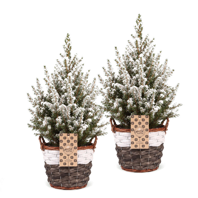 2x Picea glauca Conica - Kegelspar - Groen - Wit - Kerstboom - incl. mand - Ø17cm - ↕65cm