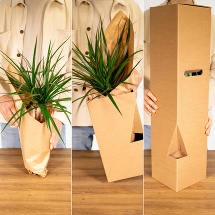 Calathea Whitestar - Pauwenplant - ↕50cm - Ø19cm