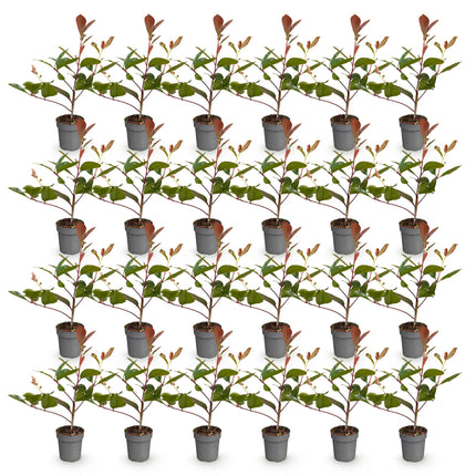 Photinia fraseri Red Robin - Glansmispel - 24x Haagplanten - Groenblijvend - Rood - Pot 9cm - Hoogte 25-35cm