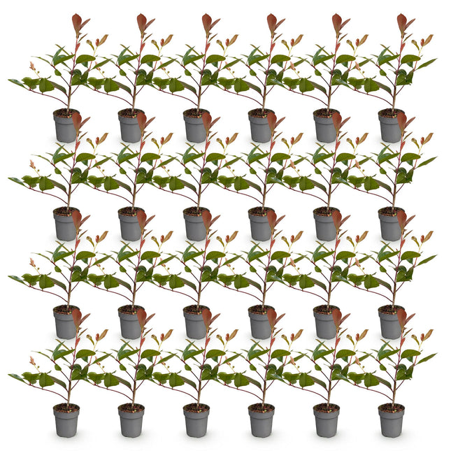 Photinia fraseri Red Robin - Glansmispel - 24x Haagplanten - Groenblijvend - Rood - Pot 9cm - Hoogte 25-35cm