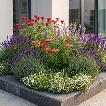 Borderpakket - Geurend - Diversen - Soorten en kleuren - 12 Planten - Pot 11cm - Hoogte 15-25cm
