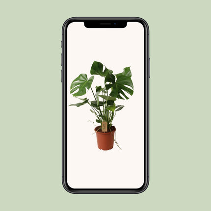 Monstera Deliciosa - Hole plant - ↕60cm - Ø21cm