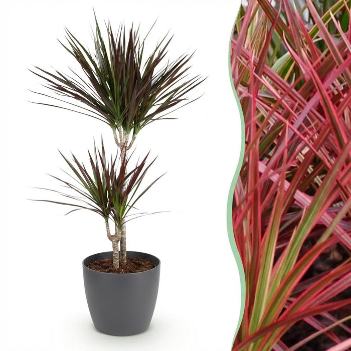 Dracaena Magenta - Drakenbloedboom - met grijze plantenpot - ↕90-100cm - Ø21cm