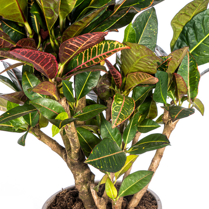 Codiaeum 'Croton' Petra with basket - ↕60-80cm - Ø21cm
