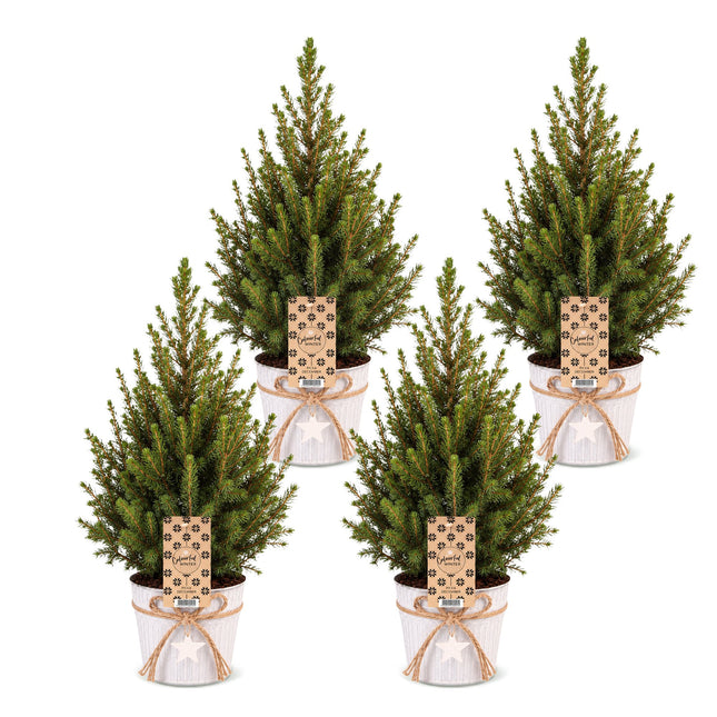 4x Picea glauca Conica - Kegelspar - Groen - Kerstboom - incl. zinken pot - Ø17cm - ↕65cm