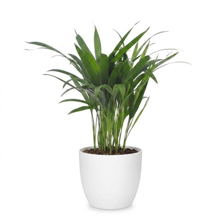 Areca Lutescens - Goudpalm - met Potter Wit - Pot 12cm - Hoogte - 45cm