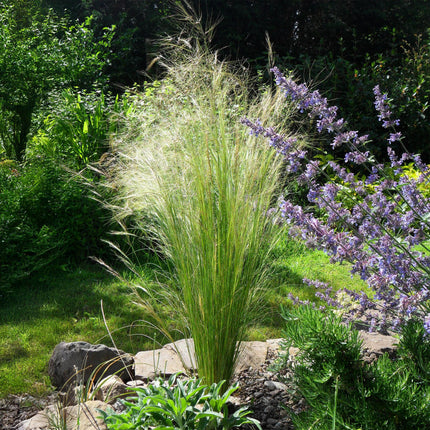 Stipa Tenuissima 'Ponytails' - Federgras - ↕50cm - Ø17cm