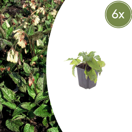 Symphytum grandiflorum - Consuelda - ↕10-25cm - Ø9cm - 6x