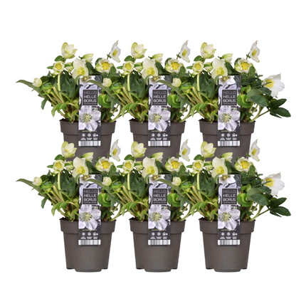 Helleborus niger 'Christmas Carol' – Christrose – ↕20 cm – Ø12 cm – 6 Stück