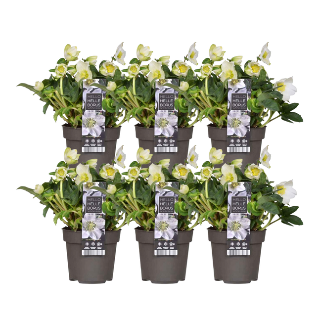 Helleborus niger 'Christmas Carol' - Kerstroos - ↕20cm - Ø12cm - 6x