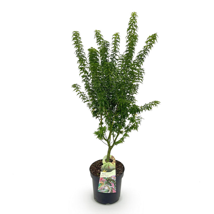 Acer palmatum Koto Hime - Japanse Esdoorn - Groen - ↕90cm - Ø26cm