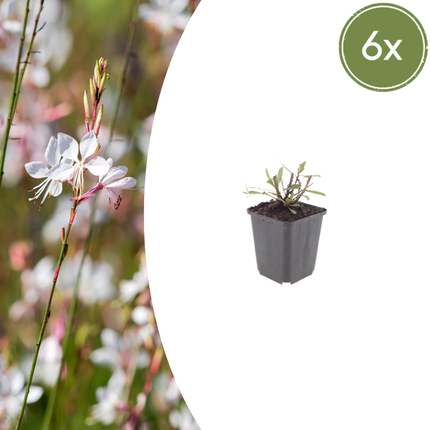 Bellissima candela - Gaura lindheimeri 'Whirling Butterflies' - ↕10-25cm - Ø9cm - 6x