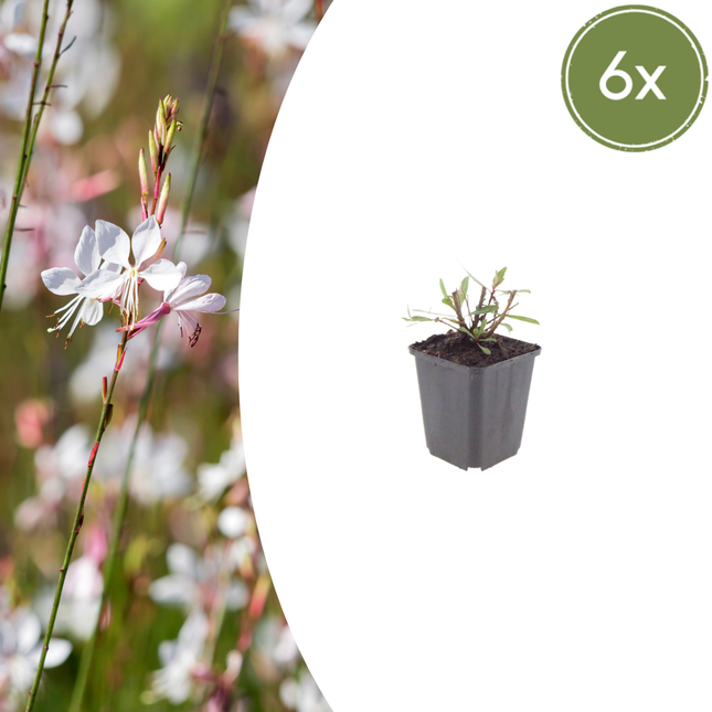 Prachtkaars - Gaura lindheimeri 'Whirling Butterflies' - ↕10-25cm - Ø9cm - 6x