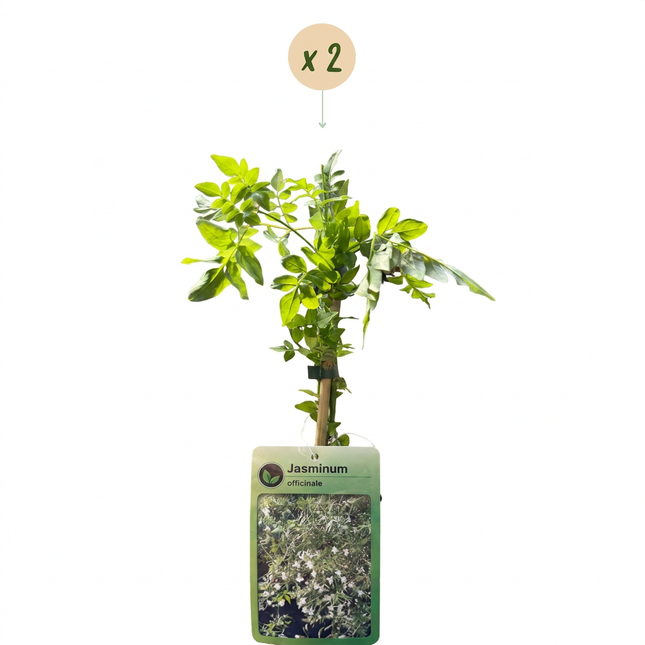 Jasminum officinale - Echte jasmijn 2x - Wit - Klimplant - Ø9cm - ↕35cm