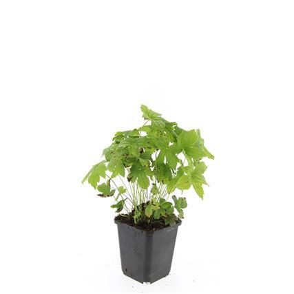 Geranium nodosum - ↕10-25cm - Ø9cm - 24x