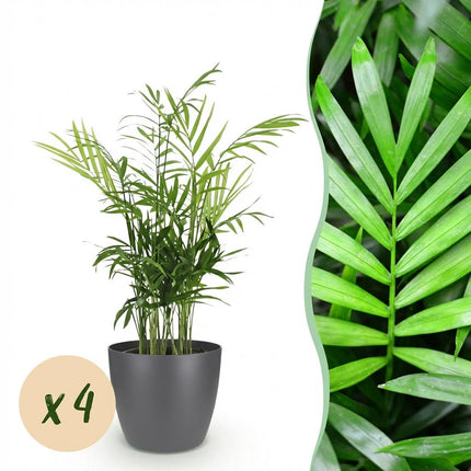 Chamaedorea elegans - Golden Palm - with grey plant pots - ↕15cm - Ø12cm - 4x