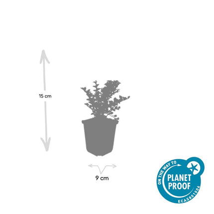 Cotoneaster horizontalis - Vlakke dwergmispel - ↕10-25cm - Ø9cm - 24x