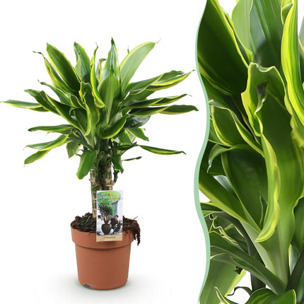 Dracaena fragrans Golden Coast - Dragon Tree - ↕50-55cm - Ø17cm
