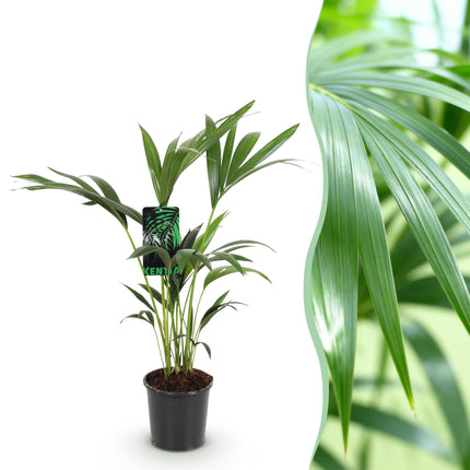 Howea Forsteriana - Kentia-palme - ↕70-75cm - Ø17cm