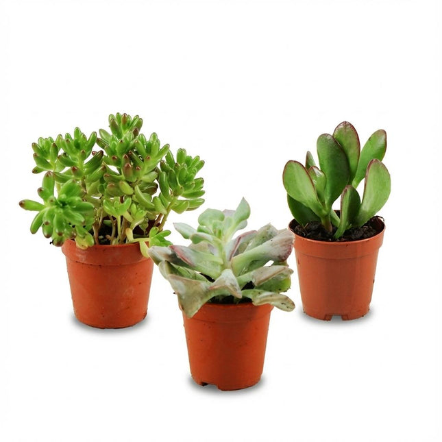 Mezcla de mini suculentas - ↕5-10cm - Ø5.5cm - 3x