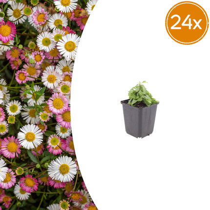 Erigeron karvinskianus - Wallfinch - ↕10-25cm - Ø9cm - 24x