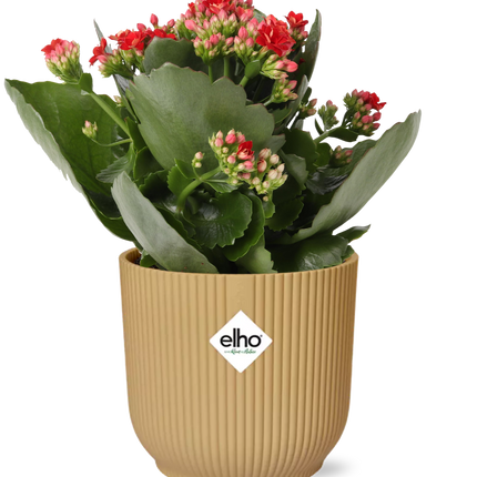 Kalanchoe Rosalina Don Justino Rood + elho Vibes Fold Ø14cm geel