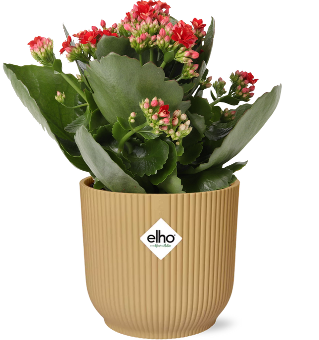 Kalanchoe Rosalina Don Justino Rød + elho Vibes Fold Ø14cm gul