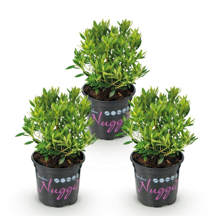 Dwerg Rhododendron - Rhododendron Bloombux Light Pink - Bloeiende Buxus - Licht Roze Bloem - ↕20-25cm - Ø10,5cm - 3x