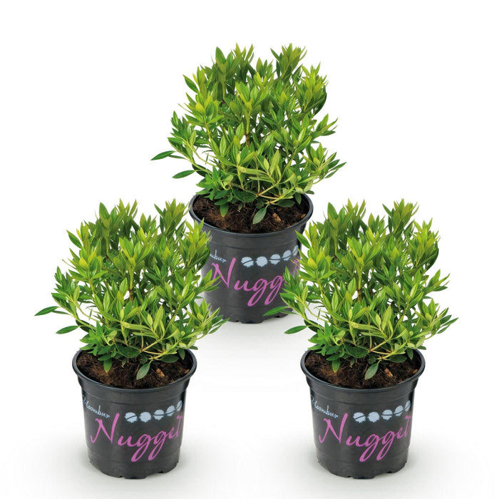 Dwerg Rhododendron - Rhododendron Bloombux Light Pink - Bloeiende Buxus - Weinig Onderhoud - Licht Roze Bloem - 3 Planten - Pot 10,5cm - Hoogte 20-25cm