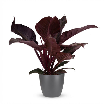 Philodendron Imperial Red - met grijze pot - ↕60cm - Ø19cm