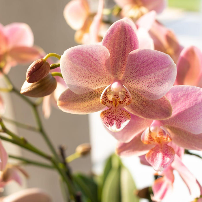 Oudroze Phalaenopsis orchidee - Jewel Treviso - potmaat Ø9cm | bloeiende kamerplant