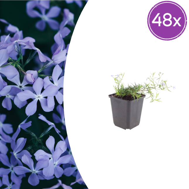 Phlox subulata 'Emerald Cushion Blue' - Phlox strisciante - ↕10-25cm - Ø9cm - 48x