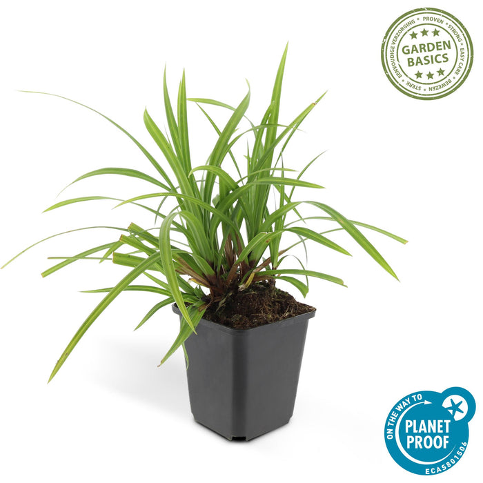 Carex morrowii 'Irish Green' - Zegge - ↕10-25cm - Ø9cm - 20x