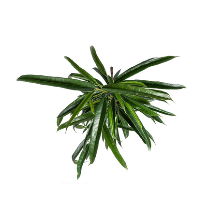 Ficus Binnendijkii Alii - ↕60 - 80cm - Ø17cm